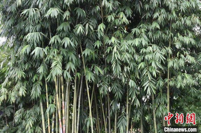 中科院科研人员在广东丹霞山发现竹类新种