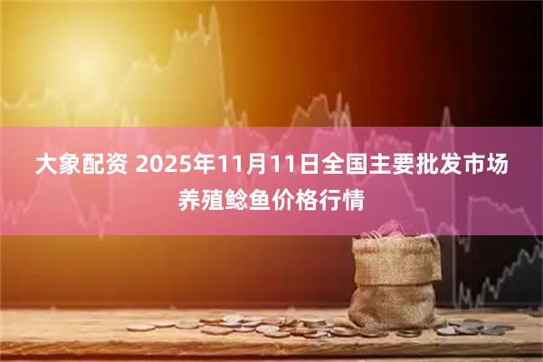 大象配资 2025年11月11日全国主要批发市场养殖鲶鱼价格行情